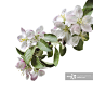 Apple blossoms on a white background_创意图片