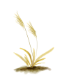 手绘水彩芦苇丛植物透明背景免抠PNG图案 装饰PS设计合成素材 (87)