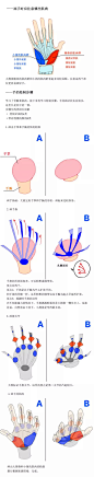 【绘画教程】人体绘画中手的骨骼和肌肉需要注意的点（人体教程）
