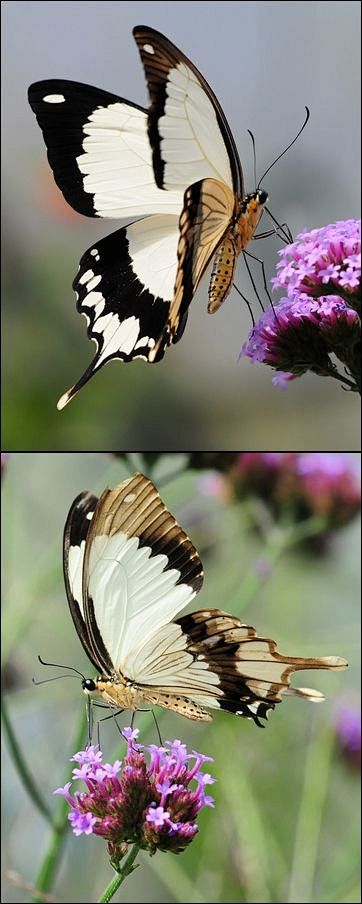 ** Butterfly