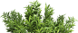 tree-6.png (651×282)