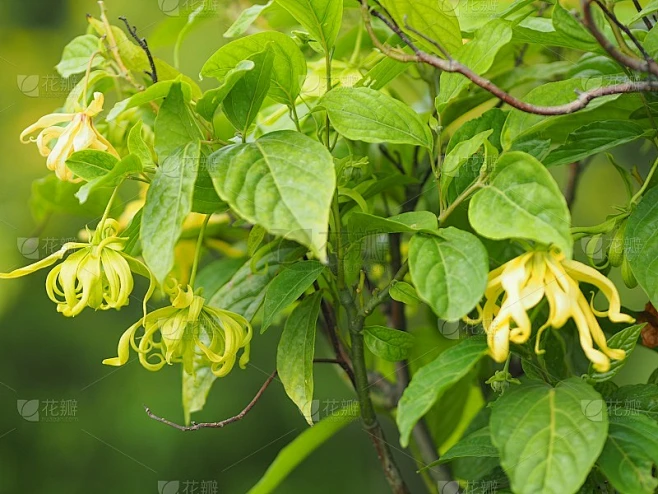 花名依兰依兰花波灰色树皮花束成一簇黄色或绿色的花瓣芬芳素材-花瓣网