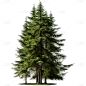 通用3D立体实景树绿色植物元素贴纸