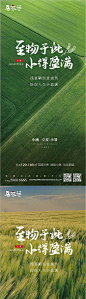 小满立夏小暑节气海报-源文件