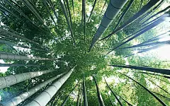 竹林深处 高清绿竹摄影壁纸_痞客 PPPPIC.com - 壁纸桌面 设计欣赏 素材下载