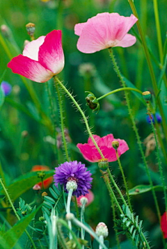 烟雨兰花采集到花