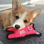短腿大耳朵小柯基 ins：aubreethecorgi_ ​​​​