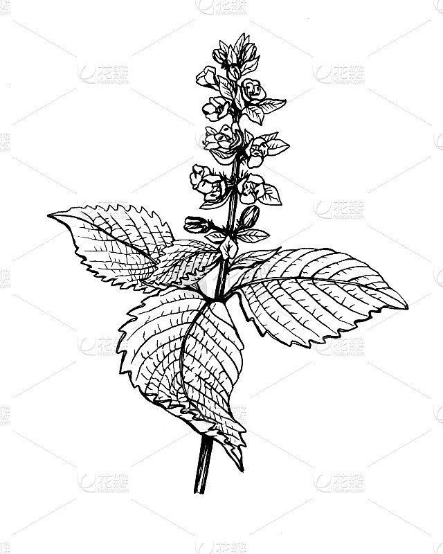 花和叶紫苏(也称为韩国紫苏，紫苏，中国罗...