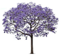 tree jpg plan jacaranda - Pesquisa do Google@北坤人素材