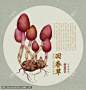 回春草手绘回春草回春草包装回春草插画中草药回春草中医文化手绘中草药中草药插画中草药本草纲目中药厚朴复古医书草药插图中草药大全中药挂画中草药插图