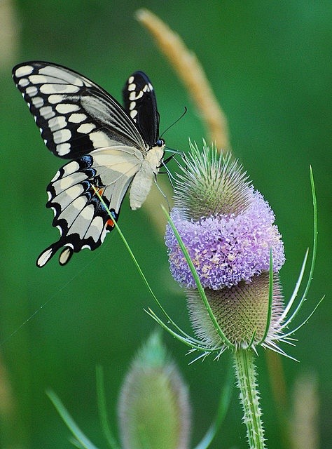 Swallowtail Butterfl...