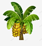 一棵精美的手绘香蕉树png免抠素材_新图网 https://ixintu.com 卡通 手绘 香蕉树 香蕉 绿色 芭蕉