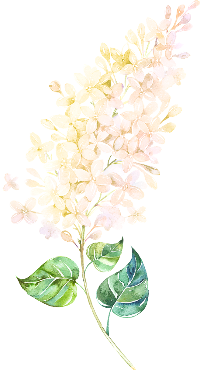 紫色唯美梦幻手绘水彩薰衣草植物花叶子背景...