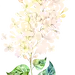 紫色唯美梦幻手绘水彩薰衣草植物花叶子背景图案PNG免抠装饰素材
