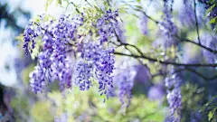 小清新清爽花卉图片高清电脑壁纸下载-55壁纸网