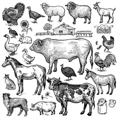 家禽线稿鸡鸭牛羊鹅兔狗驴猪猫图鹅兔狗驴猪猫图片  - 源文件下载【酷图网】家禽,线稿,鸡鸭牛羊,鹅兔狗,驴猪猫图片