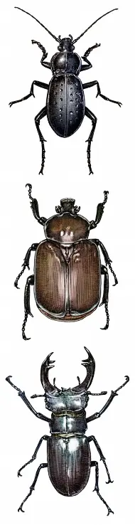 瑞典濒危甲虫物种插画