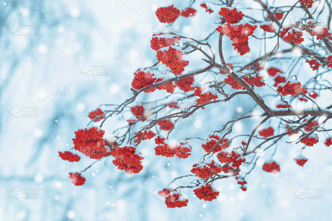 花楸浆果,雪花,枝,有包装的,水平画幅,...