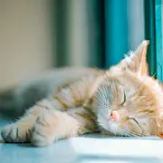 午睡猫猫