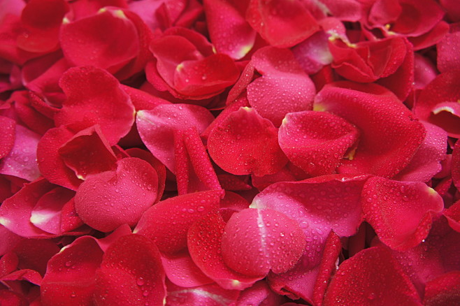 玫瑰花瓣2