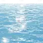 风光通用水面元素素材