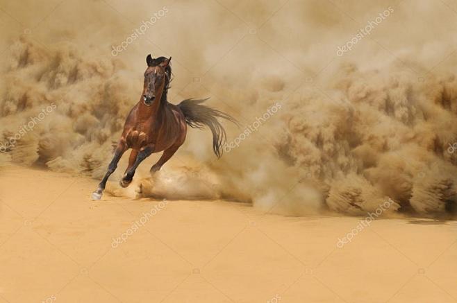 在沙漠中运行的纯种阿拉伯马
