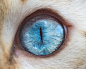 15 Macro Shots Of Cat Eyes From My Recent Cat-O-Shoot : I am a cat photographer based in Philadelphia. I've done photo shoots with celebrity clients, such as Lil Bub, Pudge, and Grumpy Cat. 

My latest series is macro shots of cats' eyes.