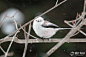 银喉长尾山雀可爱小精灵，白色的，洁白无瑕，毛茸茸的
