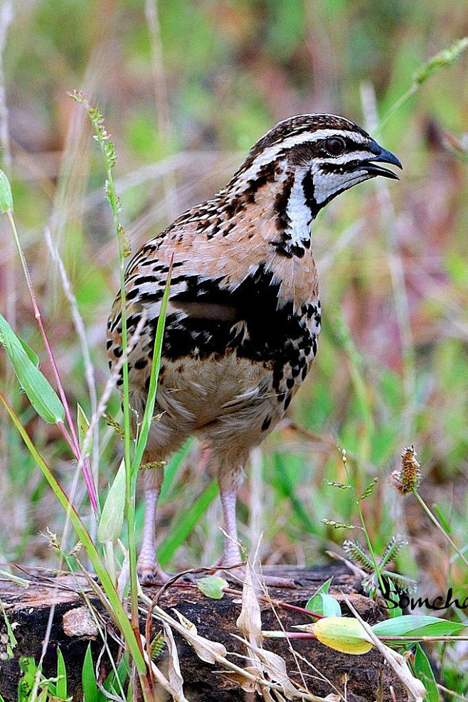鸡形目雉科鹌鹑属黑胸鹌鹑