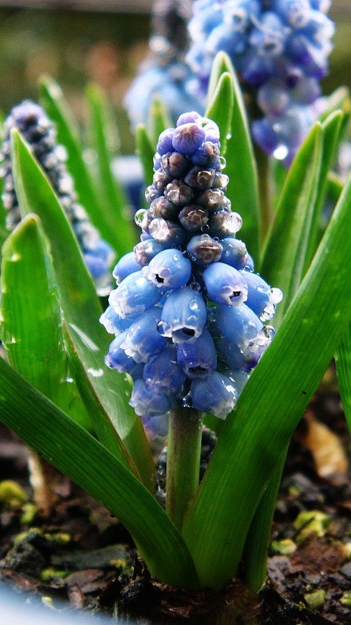 Muscari armeniacum A...