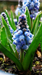 Muscari armeniacum Atlantic 葡萄风信子⊙大西洋