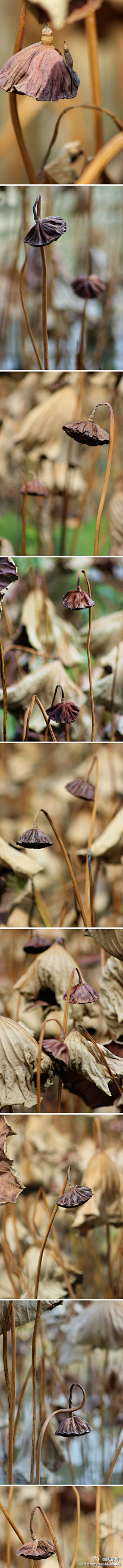 元芳采集到梧桐细雨