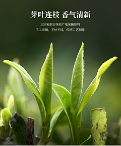 远山见竹林采集到海报