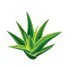 人生若芷如初见采集到芦荟 积雪草