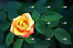 玫瑰 黄玫瑰 黄花 花壁纸 花 植物群 美丽的花朵 玫瑰花