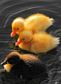 Cute Ducks!