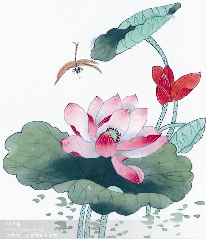 国工笔画写实荷花蜻蜓图