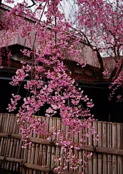 【  枝垂樱  】---“  形状如同开花的柳树。即有樱花的妩媚，又有垂柳的柔美，春天繁花似锦，夏天浓荫蔽日，秋天黄叶飘飘，冬天遒劲古朴 ”。 ​ ​​​​