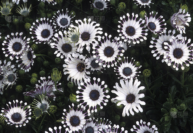 Dimorphotheca