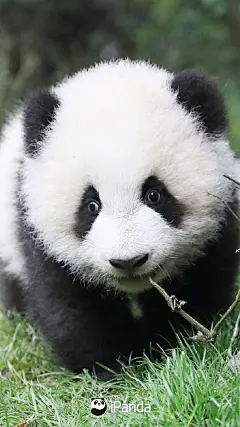 集齐“圆蛋”，新年齐福！将最治愈壁纸收入囊中，带走一切不开心，带来一切好运气～#福利滚滚# ​​​​