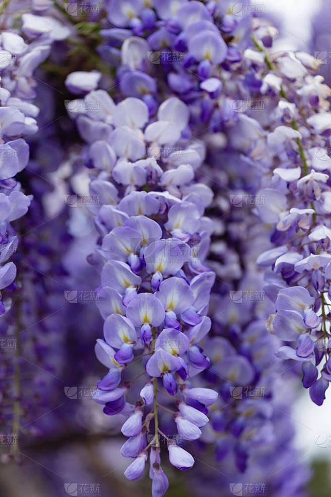 美丽的紫色紫藤花绽放