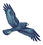 hawk buzzard bird birds Predators Nature