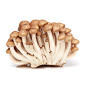 新鲜蟹味菇125g 食用菌菇火锅配菜食材蘑菇新鲜菌菇 5件顺丰包邮-淘宝网