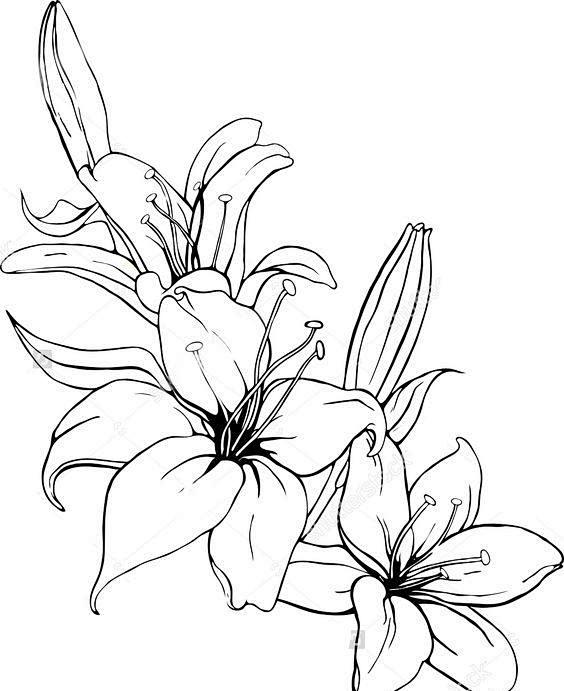 百合花手绘线稿，画好花卉的必备资料