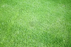 绿草的背景