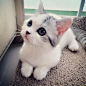 Tiny kitty.  ❤️❤️❤️ those eyes!!!! ❤️❤️❤️ kitties!!!!!: 