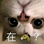 在马？（猫咪）-发表情