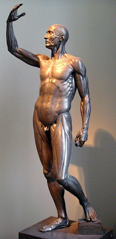 blog.sina.com.cn[转载]老人头骨cry057采集到人体结构采集ww