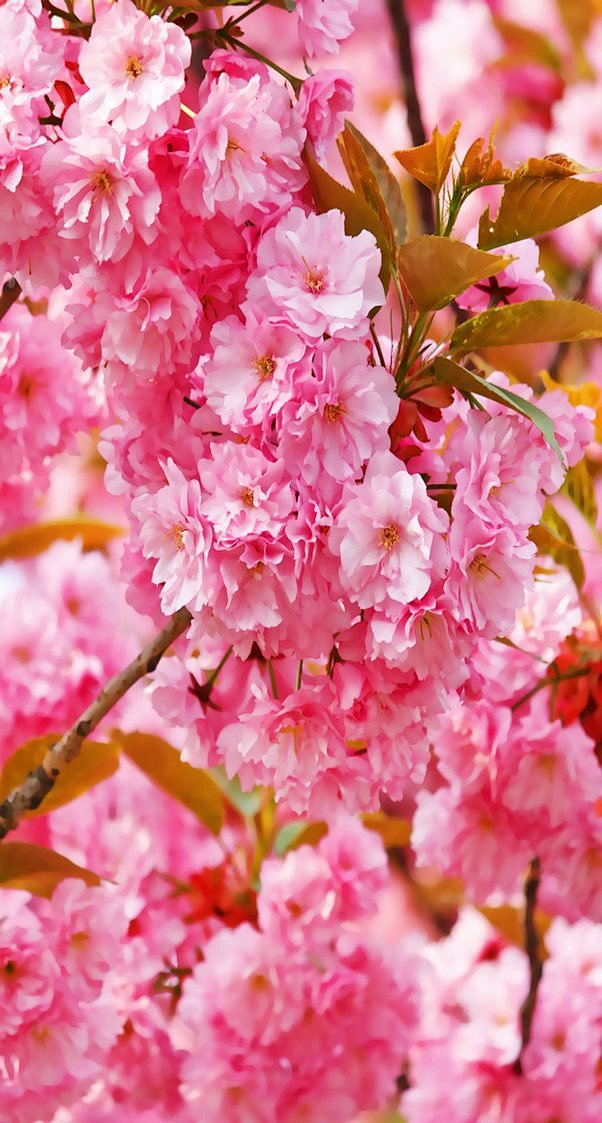 花团锦簇