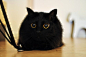 斑陀螺的相册-猫君 in Tumblr